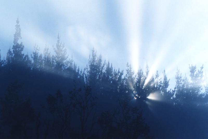 10_rays_fog_trees_cclb.jpg