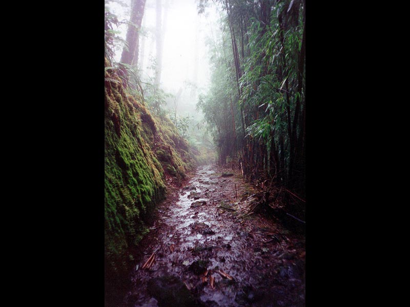 bamboo_forest1800x600.jpg