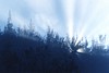 10_rays_fog_trees_cclb.jpg